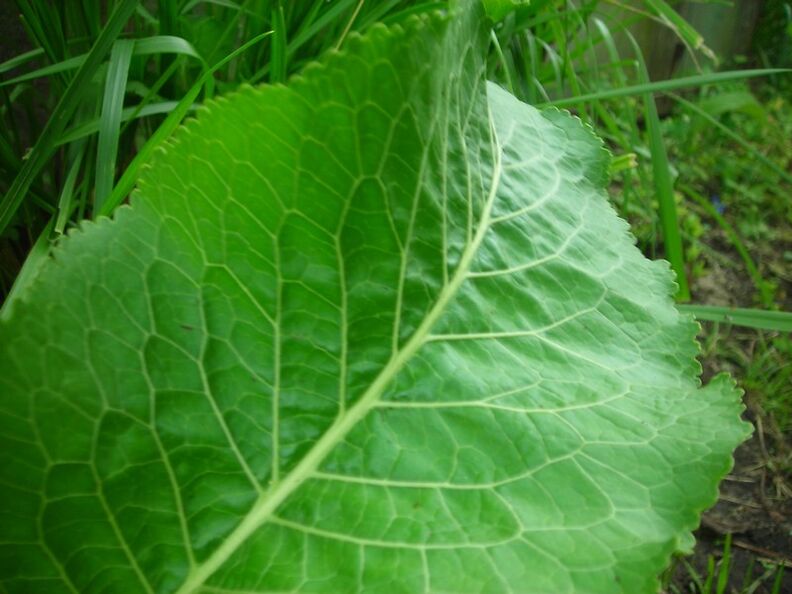 radish for cervical osteochondrosis